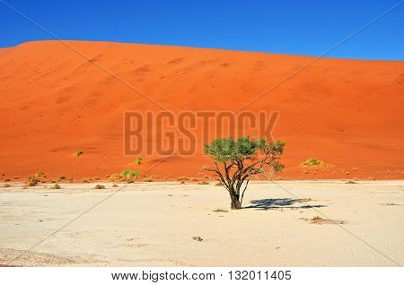 Green Camelthorn Trees against an orange dunes and blue sky in Deadvlei Sossusvlei. Namib-Naukluft National Park Namibia Africa
