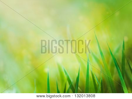 Spring background. Grass with copyspace. Floral background.