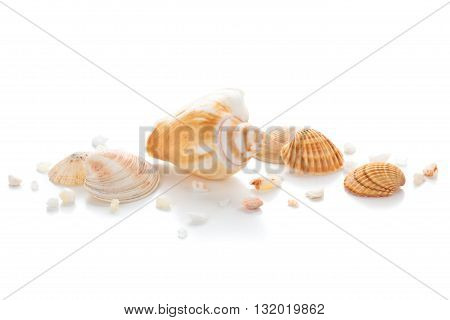 Different seashells and pebbles isolated on white background.