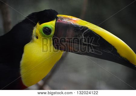 Close up of a Green Aracari bird