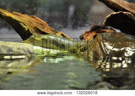 A soft shell turtle surfacing in the water