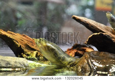 A soft shell turtle surfacing in the water