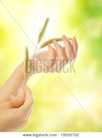 건조 허브와 여자의 손