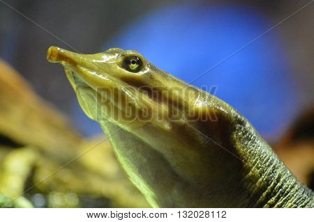 A soft shell turtle surfacing in the water