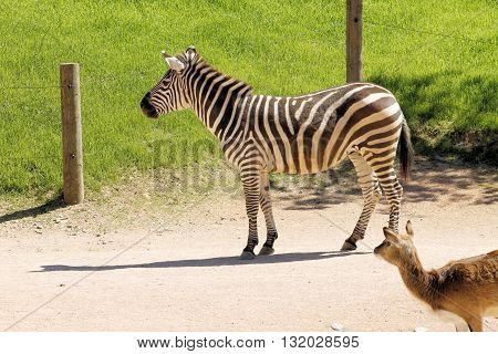 Zebra, mammal of Perissodactyla, belonging the equidae family.