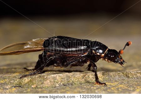Black sexton beetle (Nicrophorus humator) with phoretic mites. Burying beetle in the family Silphidae, carrying a large number of mites around thorax and head