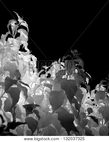 Infrared monochrome image of white leaves and black sky