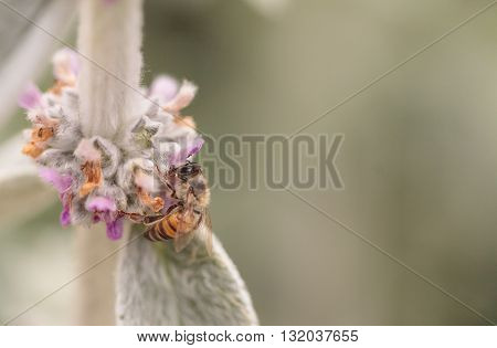 Honeybee, Apis mellifera, gathers pollen on a flower in Southern California, United States.