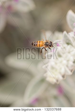 Honeybee, Apis mellifera, gathers pollen on a flower in Southern California, United States.