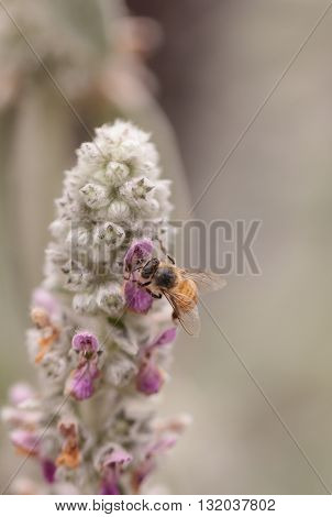 Honeybee, Apis mellifera, gathers pollen on a flower in Southern California, United States.