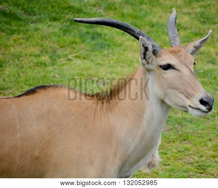 Eland (Cape or Livingstone's) (Tragelaphus oryx). Largest of all the world's antelope.