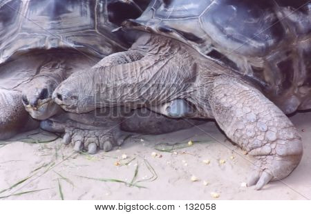 Baisers de tortues