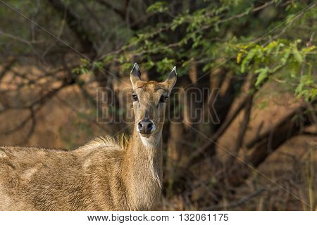 deer staring at velavadar national park near ahmedabad