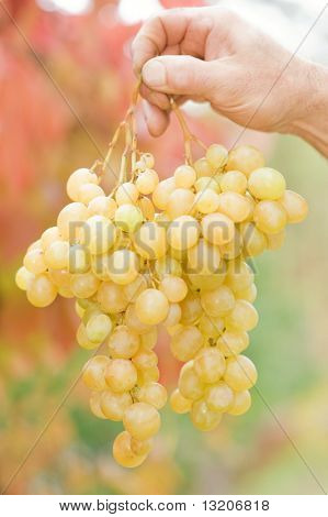 Grappolo d'uva di mano umana