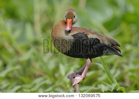 Black-bellied Whistling Duck Perched On A Branch - Panama