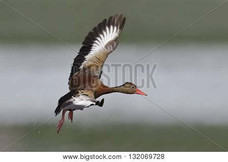 Black-bellied Whistling Duck In Flight - Panama