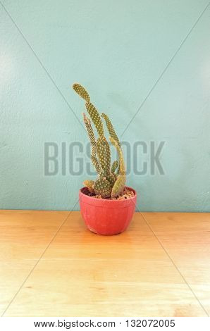 Small green cactus in pot on wooden table