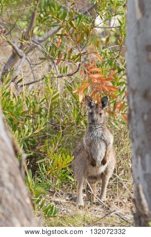 Young Western Grey Kangaroo standing between tree in the wild forest in Naracoorte, limestone coast region of South Australia