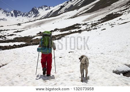 Hiker with dog in snowy mountains at spring. Turkey Kachkar Mountains (highest part of Pontic Mountains).
