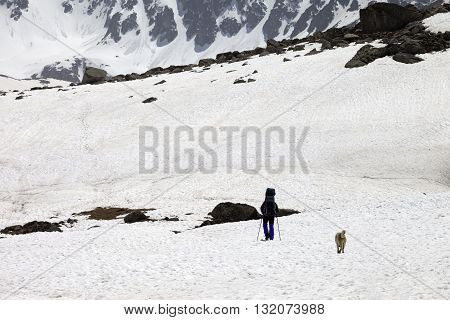Hiker and dog in snowy mountains at spring. Turkey Kachkar Mountains (highest part of Pontic Mountains).