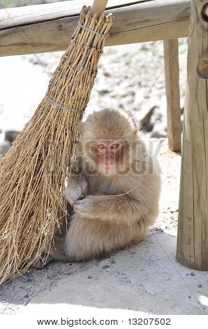 Monkey Park