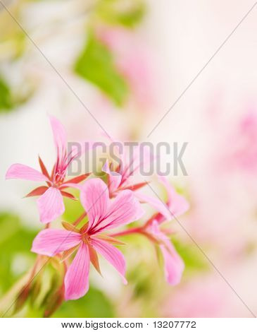 Belles fleurs avec joli fond défocalisé