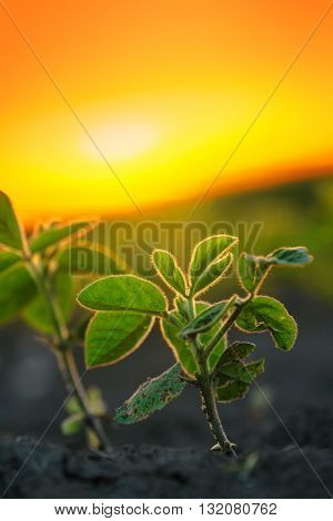 Soybean plants in sunset soy bean rows in agricultural field selective focus