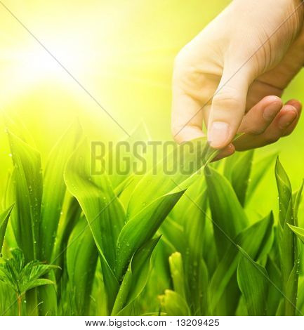 Mano umana toccando l'erba verde. Concetto di conservazione ambiente