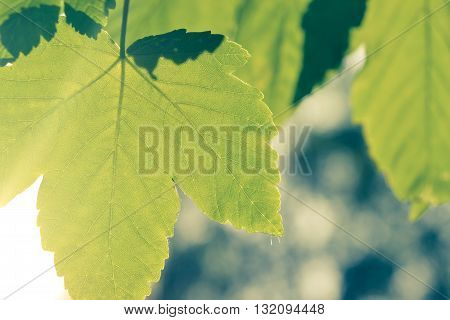 Spring leaf close-up with sunlight, filter effect