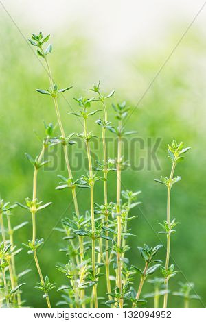 aroma aromatic board bunch bundle closeup cooking culinary flavor food fresh freshness garden green healthy herbal ingredient leaf medicine organic plant rustic seasoning spice string thyme white aromatic beautiful bloom blossom botany bright culinary flo