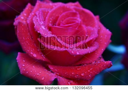 Fresh and wet pink and red roses with droplets in macro photography