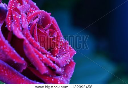 Fresh and wet pink and red roses with droplets in macro photography