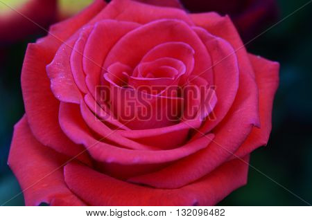 Fresh and wet pink and red roses with droplets in macro photography