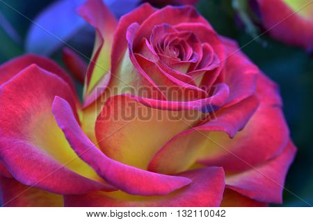 Fresh and wet pink and red roses with droplets in macro photography