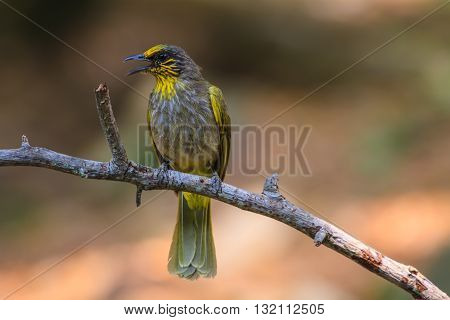 Stripe-throated Bulbul Bird, Standing On A Branch In Nature