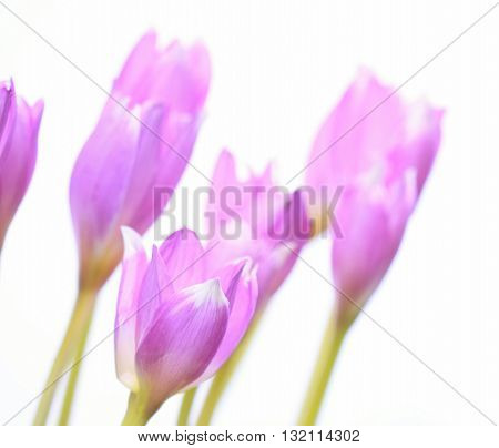 Colchicum Autumnale on white background. Colchicum Autumnale also known as autumn crocus or meadow saffron. Soft focus on Colchicum Autumnale called naked lady too.