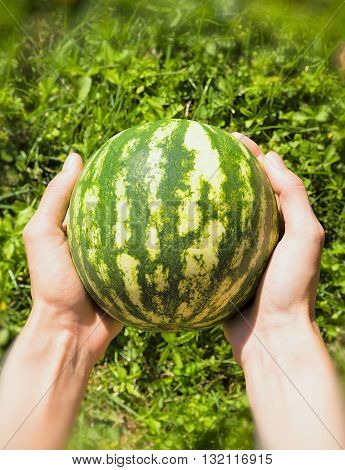 Ripe Watermelon In The Hands Of Man