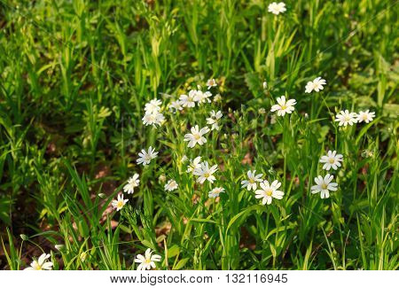 Gentle white spring flowers meadow  flowers meadow
