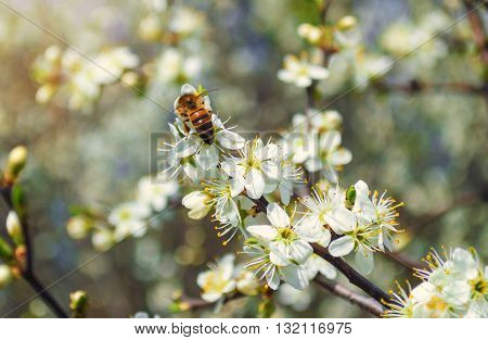 Concept of pollination by bees. A bee pollinates a blossoming cherry twig