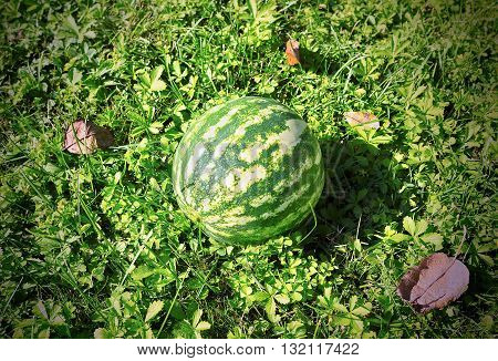 Ripe watermelon lying on green grass green grass