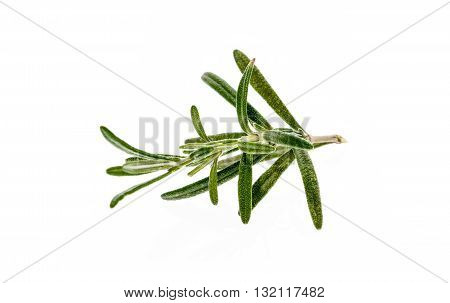 Branch Of Fresh Rosemary Isolated On White Background.