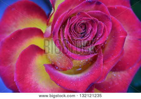Fresh and wet pink and red roses with droplets in macro photography