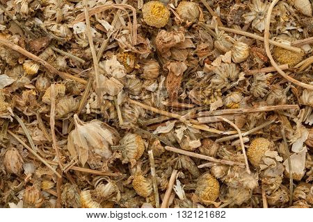 Organic dry German chamomile (Matricaria chamomilla). Macro close up background texture. Top view.