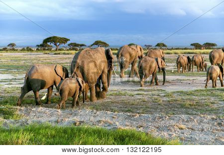 Big family of African bush elephant (Loxodonta africana) go to watering at sunset in Tarangire National Park, Tanzania.