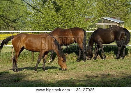 Beautiful driving horse on a meadow on roaming