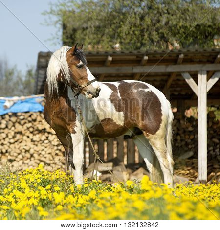 Beautiful driving horse on a meadow on roaming
