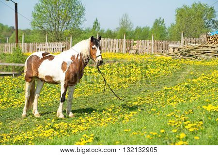 Beautiful driving horse on a meadow on roaming