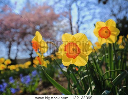 Yellow narcisus in the botanic garden in Hamburg,Germany