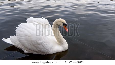 white swan closeup swimming on the lake