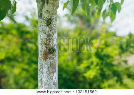 Beetle Brantovka Golden or brantovka ordinary. Beetle sitting on a tree trunk